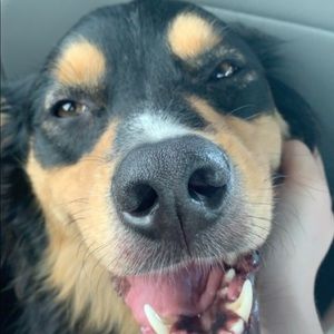 Meet your Posher, Noah